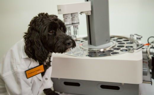 Sainsbury’s to taste-test its own-brand pet food with new technology the Electronic Tongue 