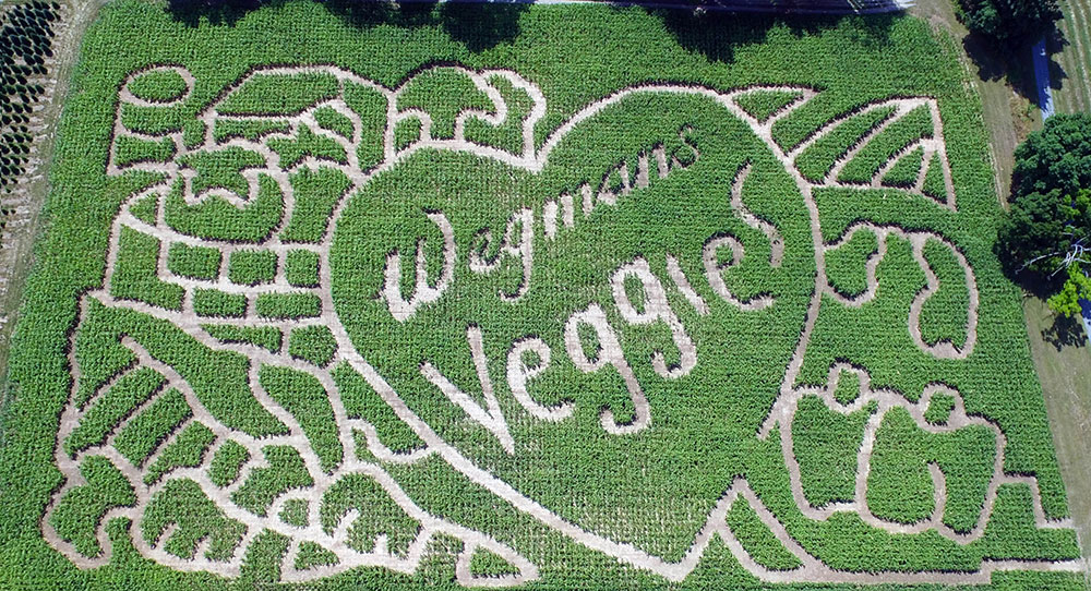 Stokoe Farms to honor Wegmans’ 100th anniversary in its annual corn maze