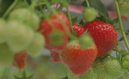 First British strawberries of the season now available in Sainsbury’s stores