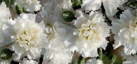 Homebase launches Dianthus “Memories” plant to raise money for Alzheimer’s Society and sister charities in Scotland and Ireland   