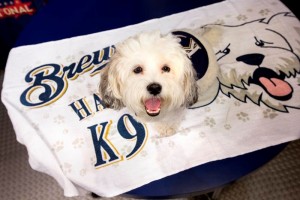 Meijer sponsors the first Miller Park giveaway featuring Hank, “The Ballpark Pup,” on Aug. 6 at Milwaukee Brewers game 