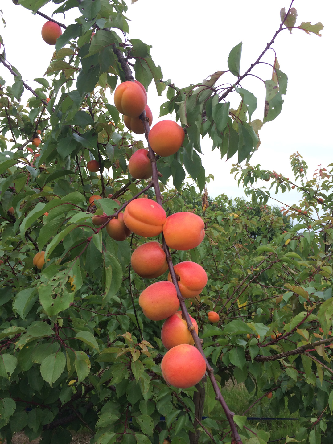 Bumper crop of English apricots set to soar six fold enough to supply Tesco for the whole of the summer 