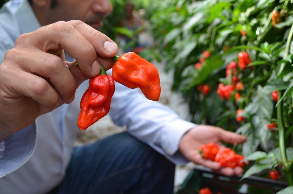 Komodo Dragon chilli peppers arrives at Tesco stores 