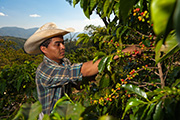 Max Havelaar und Fedecocagua sorgen dafür, dass der Kaffee indianischer Kleinbauern aus Guatemala zu einem fairen Preis auf den Markt kommt.