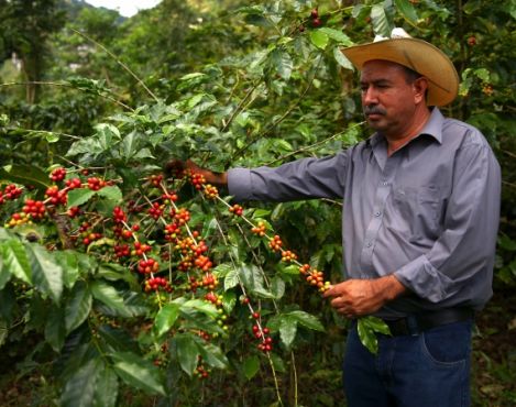 Starbucks: Only 12 percent of the world’s coffee was sold as sustainable coffee in the market 