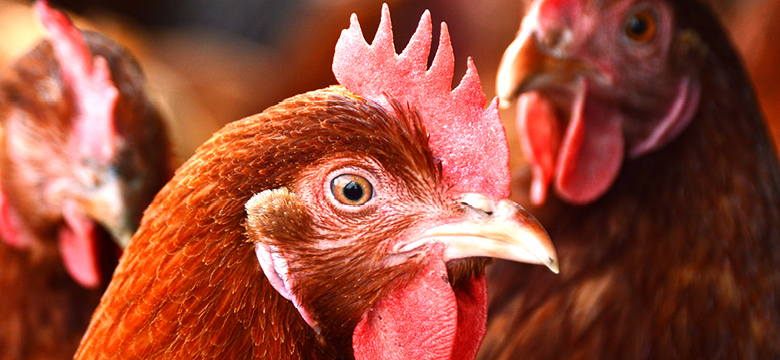 Tierschutz: PENNY führt bundesweit Eier von Hennen mit ungekürzten Schnäbeln ein 