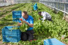Colruyt Group to support vegetable farmer De Lochting in its transition from conventional farming to organic farming 