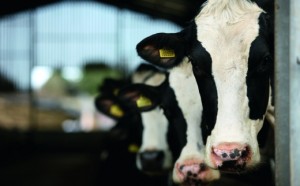 Sainsbury’s to work with two additional milk processors from July 2017: Tomlinson and Medina