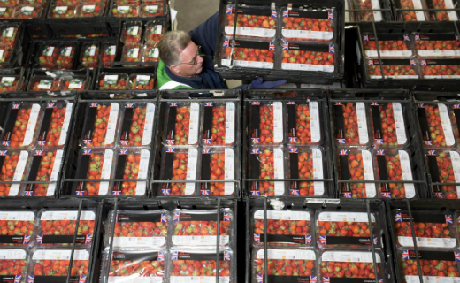 Strawberries set to become the bestselling product at Sainsbury’s for four months 