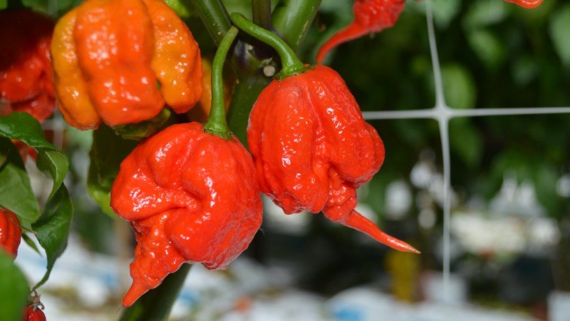Carolina Reaper the hottest chilli pepper in the world goes on sale exclusively at Tesco