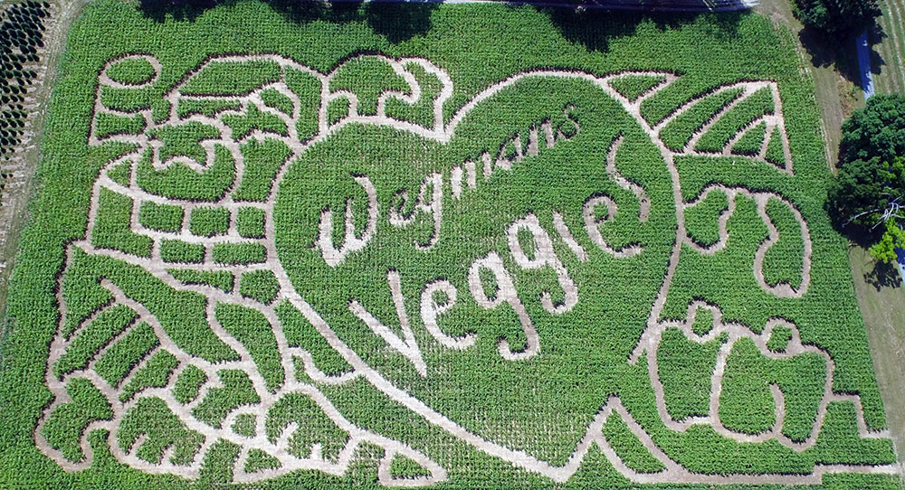 Stokoe Farms to honor Wegmans’ 100th anniversary in its annual corn maze 